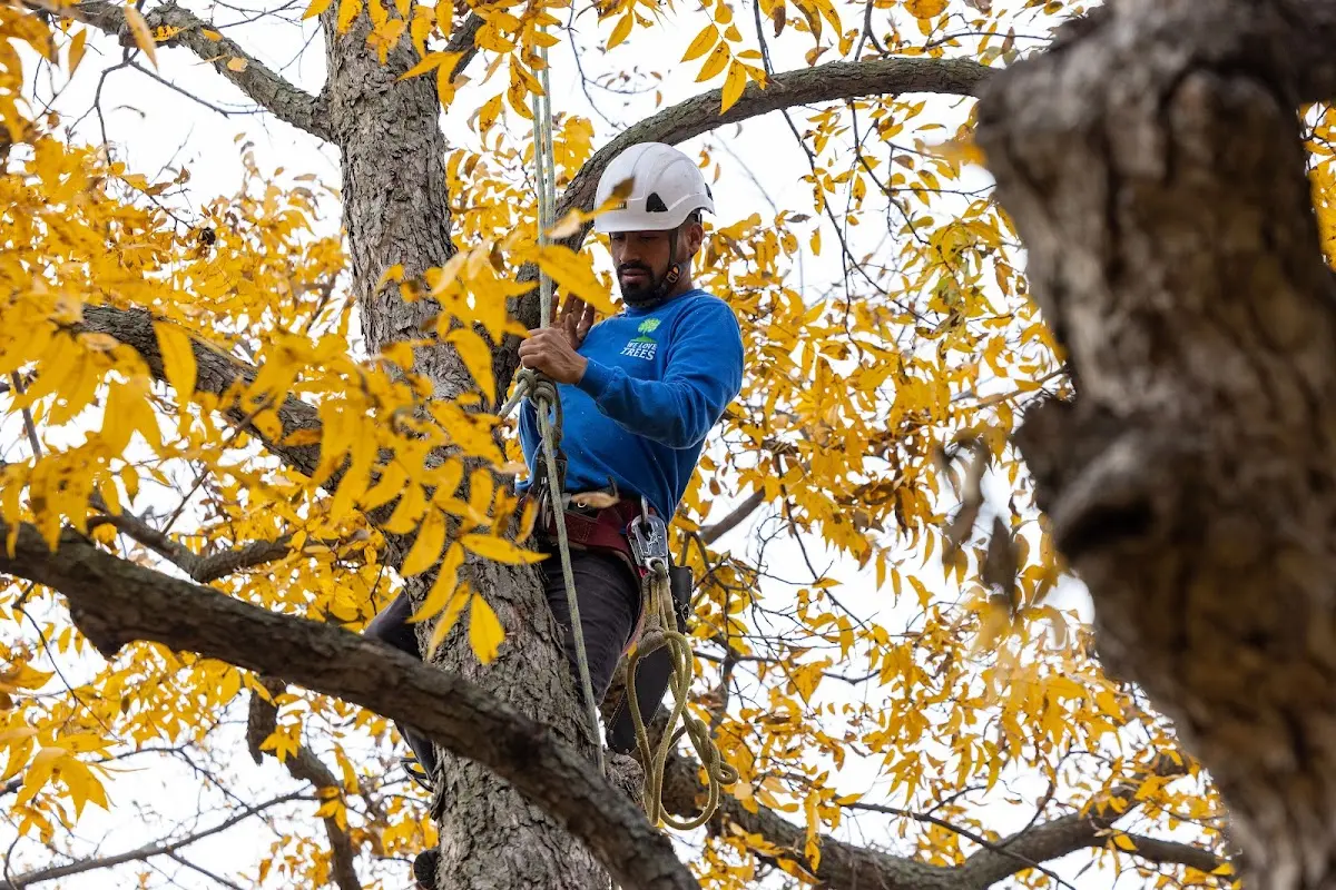 Skilled Tree Trimming crew working in McCammon